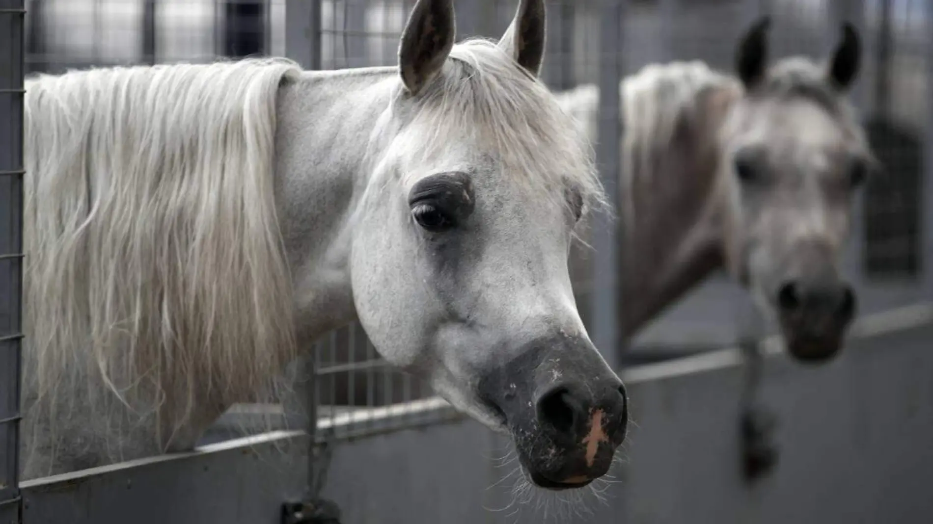 Caballos afp